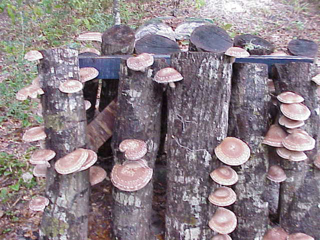 shiitake mushrooms 